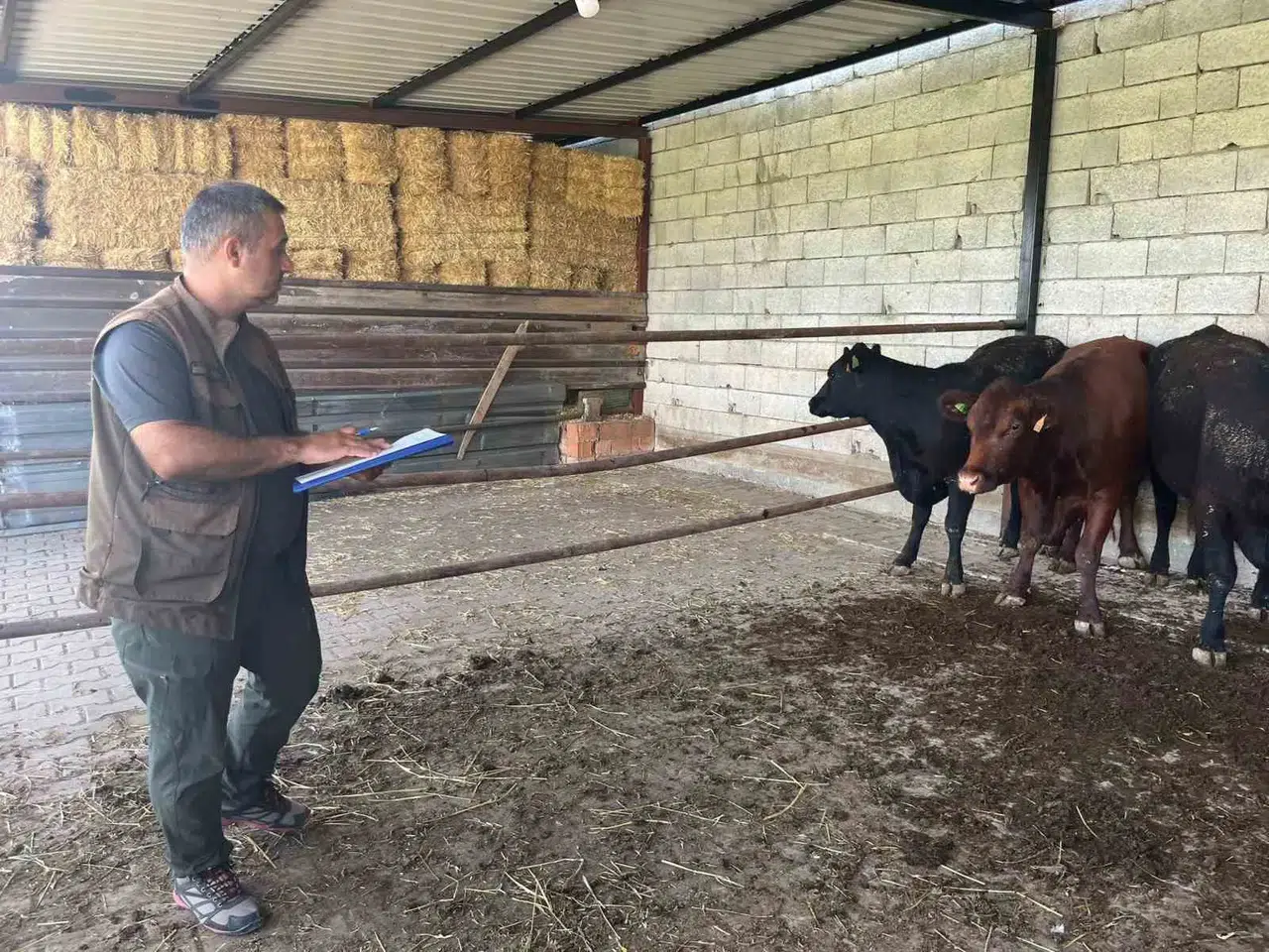 Afyonkarahisar'da hayvancılık hamlesi: Gebe düveler mercek altına alındı