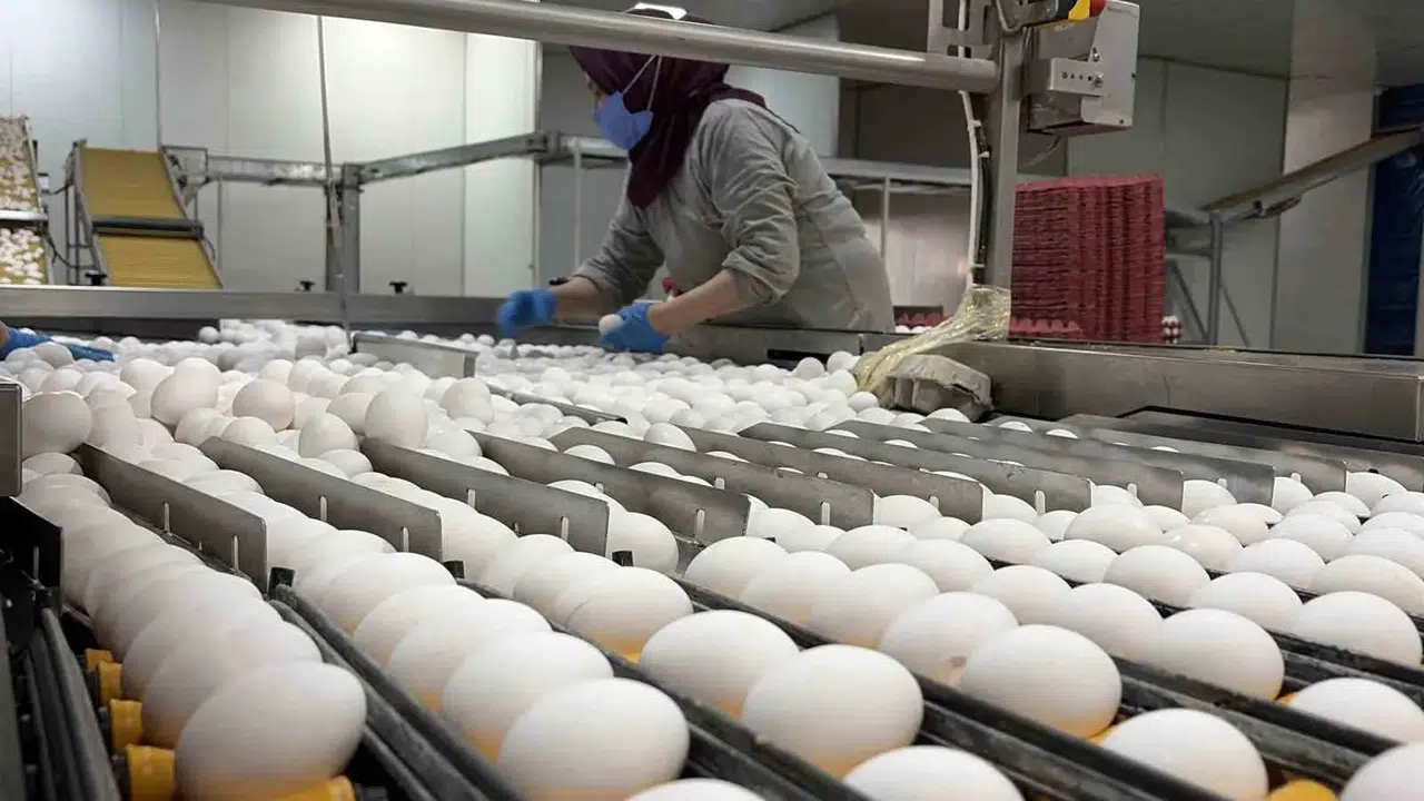 Afyonkarahisar’da yumurta üreticisinin gözü kulağı Tahıl Koridoru’ndan gelecek haberlerde