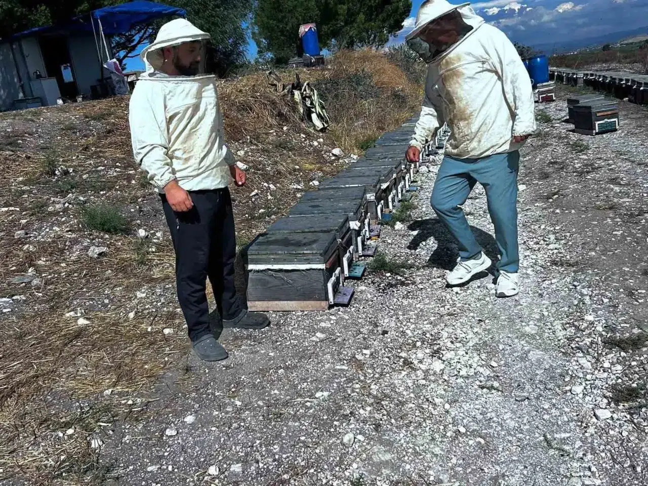 Didim'de bal üretimi için seferberlik: Uzmanlar sahaya indi