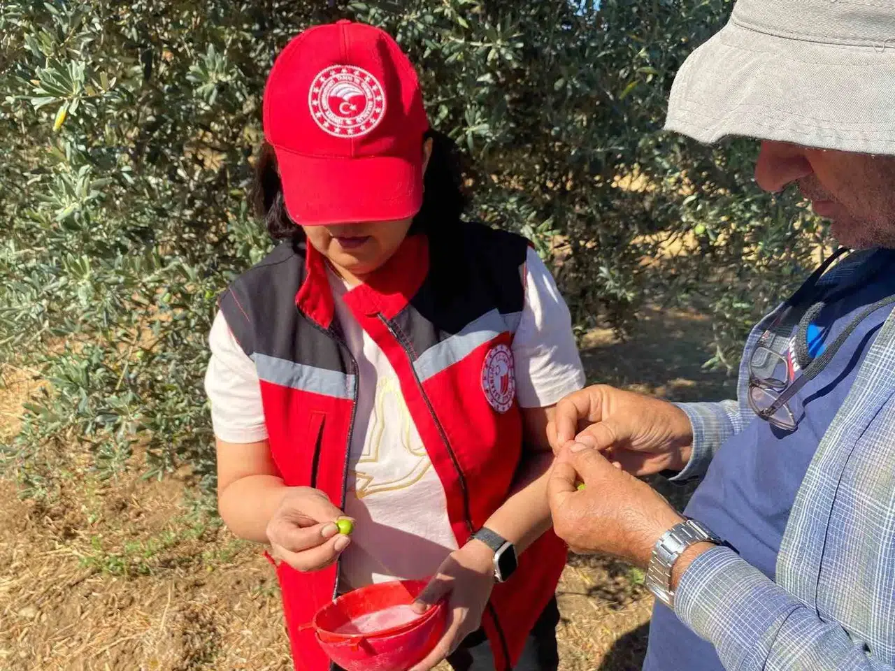 Salihli'de zeytin üreticilerine kritik sinek uyarısı: Hasat öncesi dikkat!