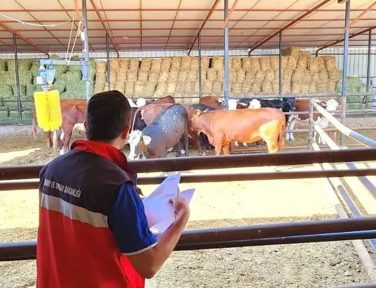 Afyonkarahisar'da hayvancılık desteği yerinde denetlendi