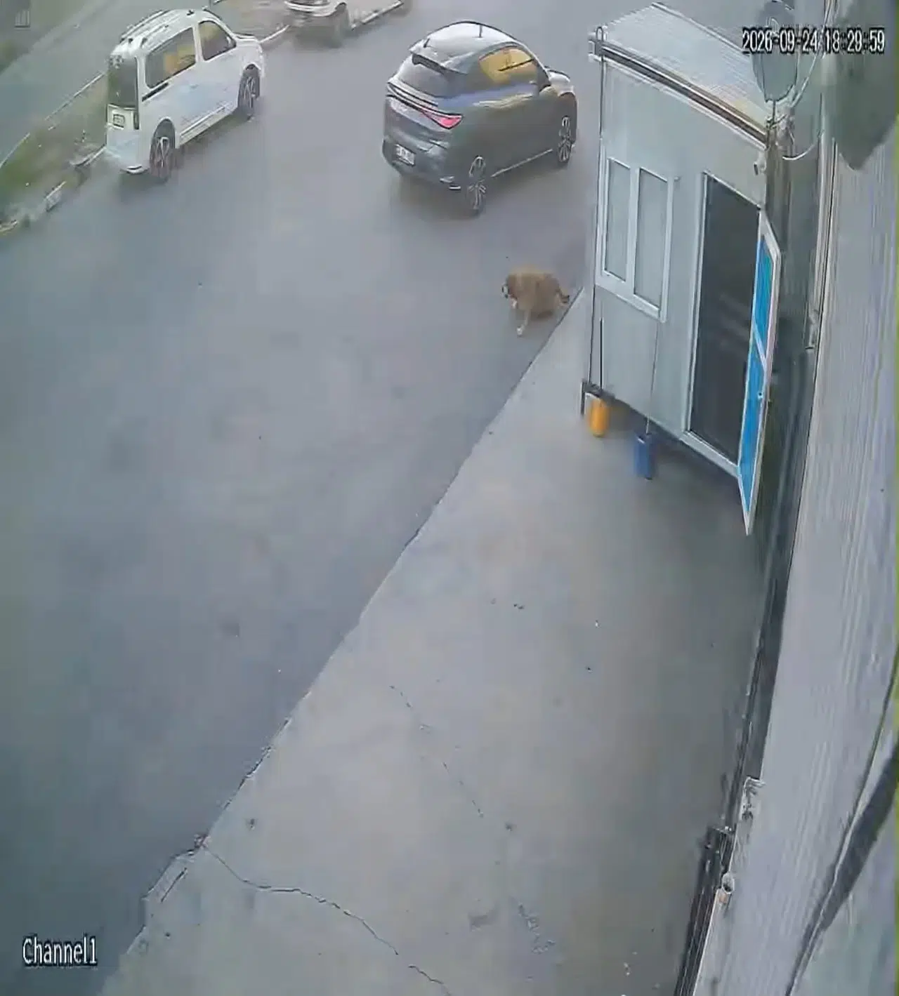 Afyonkarahisar'da vicdansızlık kamerada: Köpeğe çarpıp arkasına bile bakmadı