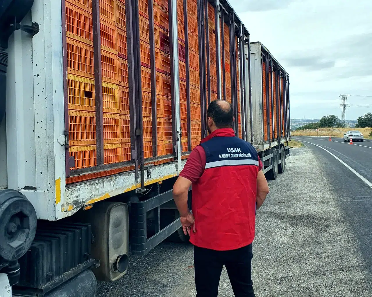 Uşak yollarında sıkı denetim: Hayvan sağlığı için geçit yok