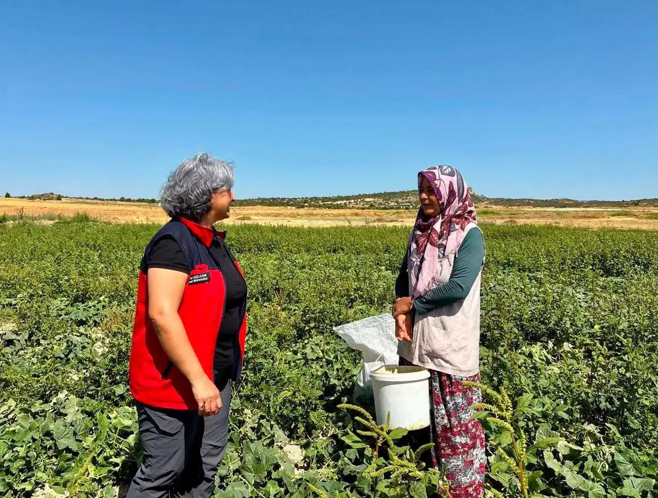 İhsaniye’de Turşuluk Salatalık Mesaisi: Kadın Üreticilerden Tarım Ekiplerine Tam Not