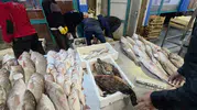 Buca'da kaçak avcılığa ağır darbe: 45 kilo balık imha edildi