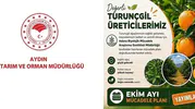 Aydınlı turunçgil üreticilerine kritik uyarı: Ekim ayı mesaisi başladı