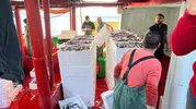 Didim sularında hamsi nöbeti: Bakanlık talimatıyla sıkı takip
