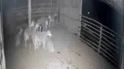 Denizli'de gece yarısı korku dolu anlar: Ağılın kapısına dayanan kurtlar kamerada