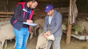 Afyonkarahisar'da hayvancılıkta verimlilik denetimi: Sürdürülebilir Koyun Projesi mercek altında
