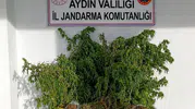 İncirliova’da zehir tacirlerine jandarma darbesi: Evinden uyuşturucu tarlası çıktı
