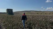 Aliağa’da tarlalarda hareketli günler: Beyaz altın bereketi başladı