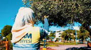Didim'de hasat vakti: Parklardaki zeytinler belediye eliyle ekonomiye kazandırılıyor