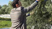 Kuyucak’ta zeytin bereketi: Kaymakam Gülderen üreticinin yanında