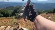 Aydın’ın doğasına yeni misafirler: Kınalı keklikler yaşam alanlarına bırakıldı