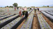 Büyük Menderes Ovası’nda bereket mesaisi: Çilek üreticisi yeni sezon için kolları sıvadı