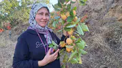 Sarıgöl'ün bereketli bahçelerinden kış sofralarına: Cennet hurması artık cips oldu