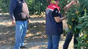 Söke sofralarına güvenli ürün garantisi: Hasat öncesi sıkı denetim