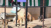 Germencik’te sevgi bekleyen pati sesleri: Onlara kapılarınızı açın