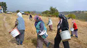 Manisa'nın dağlarından gelen şifa: Kadınların çitlembik mesaisi ekonomiye can veriyor