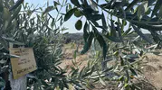 Milas'ta zeytin ağaçlarına "bilimsel dokunuş": Bir yılda meyveye durdular