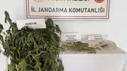 Efeler'de jandarmadan uyuşturucu operasyonu: Evlerini seraya çevirmişler