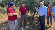 Buldanlı üretici kimyasala veda ediyor: Zeytin bahçelerinde ekolojik dönem
