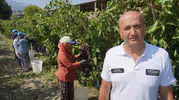 Manisa üzümü dünya sofralarına ulaştı: İhracatta rekor beklentisi