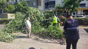 Aydın'da korku dolu anlar: Seyir halindeki aracın üzerine devrilen ağaç faciaya davetiye çıkardı