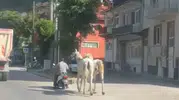 Kütahya trafiğinde şaşkına çeviren görüntü: Motosikletle at taşıdı