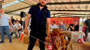 Bolvadin’in minik şampiyonu podyumda: 40 günlük buzağı herkesi kendine hayran bıraktı