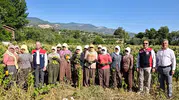 Karacasu tarlalarında hasat mesaisi: Tütün üreticisiyle sahaya indiler