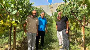 Sarıgöl bağlarında hasat bereketi: Üreticinin yüzü gülüyor