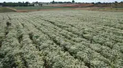 Denizli’nin altın sarısı hasadı: Dünya kekik üretiminin merkezinde ilk orak vuruldu