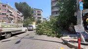 Aydın'da korkutan anlar: Yarım asırlık ağaç park halindeki araçları ezdi