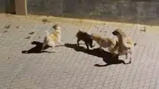 Doğada eşine az rastlanır dayanışma: Köpeklerin kıskacındaki domuzu sürüsü kurtardı