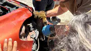 Söke'de korku dolu anlar: Aracın tamponuna giren yavru köpek için seferber oldular
