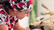 Ölümden döndü: Sarıgöl'de yaralı köpeğe belediye şefkati