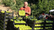 Turgutlu'nun yediveren incirinde fiyat dalgalanması: Hasat sonu bereketi