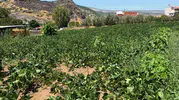 Menemen’de asırlık çile bitti: Ayvacık köyü suya kavuştu