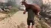 Alevlerin arasından can dostuna siper oldu: Sırtında taşıyarak kurtardı