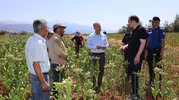 Karacasu’da tütün tarlasında mesai: Kaymakam Battal üreticinin yanında