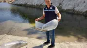 Soma’nın suları bereketleniyor: 250 bin sazan yavrusu doğaya bırakıldı