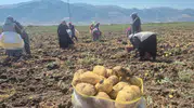 Çölovası’nda bereketli sezon: Patates üreticisi bu yıl derin bir nefes aldı