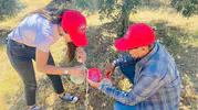 Salihli’de Zeytin Üreticilerine Üç Günlük Kritik İlaçlama Mesaisi