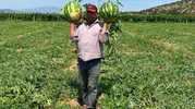 Tarlada emeği hiçe sayılan çiftçi çareyi direksiyonda buldu: Aracılara inat kendi pazarını kurdu