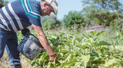 Kuşadası’nda toprak bereketi sofralara uygun fiyatla taşınıyor