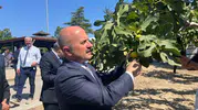 Aydın incirine 100 milyonluk bilimsel kalkan: Ar-Ge merkezi kuruluyor