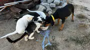 Bahçesinde Büyüttüğü Kedi ve Köpeklerden İnsanlık Dersi: "Kavgasız Bir Dünya Mümkün"
