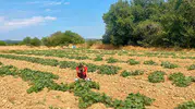 Dazkırı’da tarımsal dönüşüm mesaisi: Çiftçinin yeni rotası barbunya ve tütün