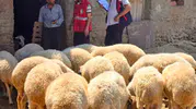 Afyonkarahisar'da hayvancılıkta verim artışı için kritik adım: Sürüler tek tek kayıt altına alınıyor